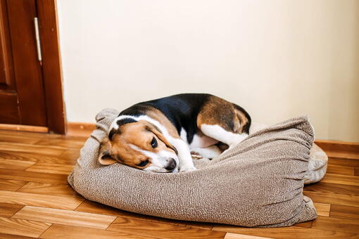 köpek