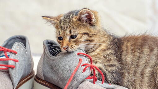 kedi