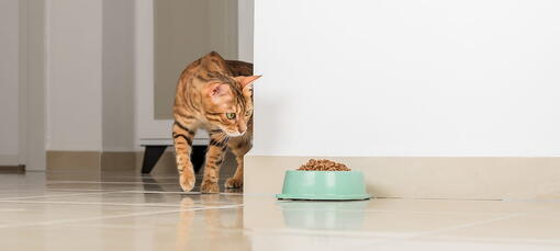 kedi