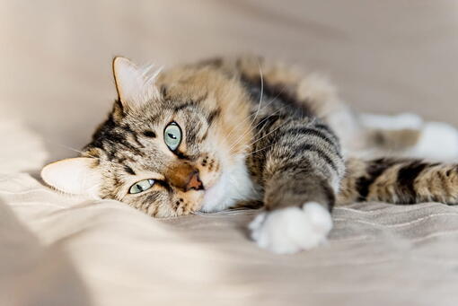 kedi