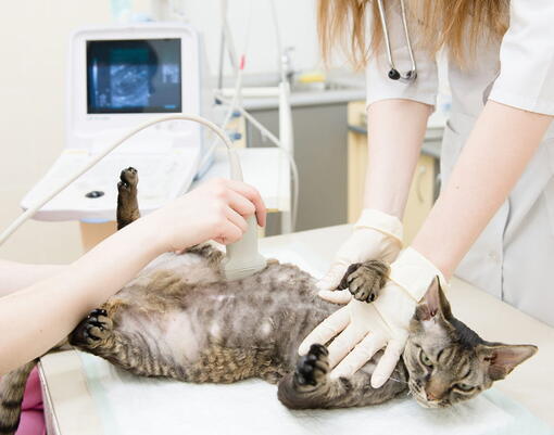kedi