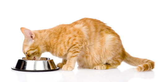 kedi