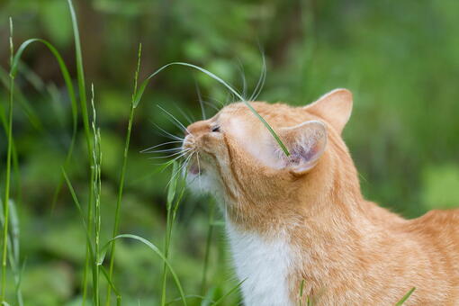kedi