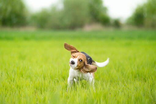 köpek