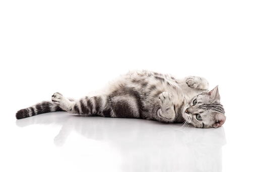 kedi