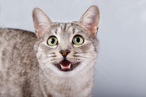kedi