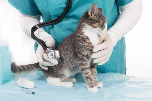 kedi