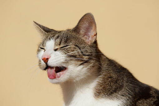 kedi