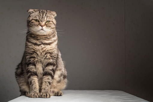 kedi