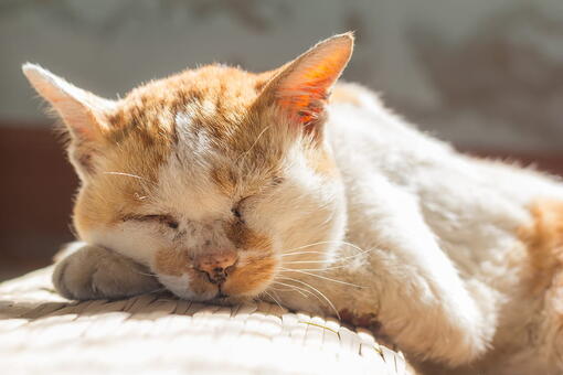 kedi