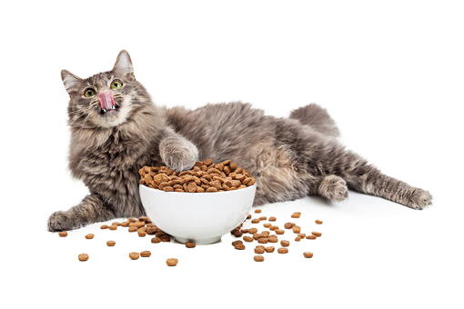kedi