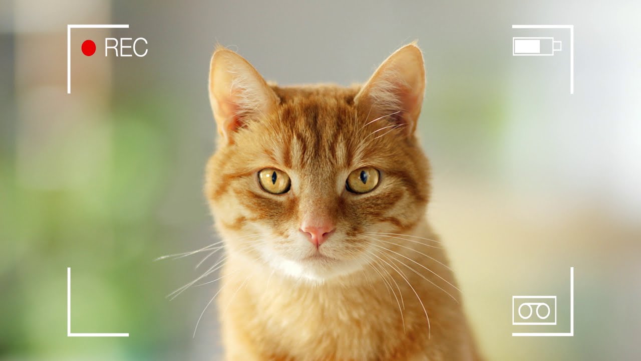 Purina Uzmanlarından Kaliteli ve Lezzetli Kedi Maması