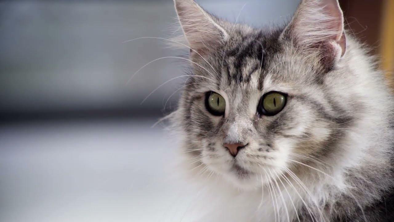 Purina One Bifensis : Kedinizin Bağırsak Mikrobiyomunu Korumaya Yardımcı Olur